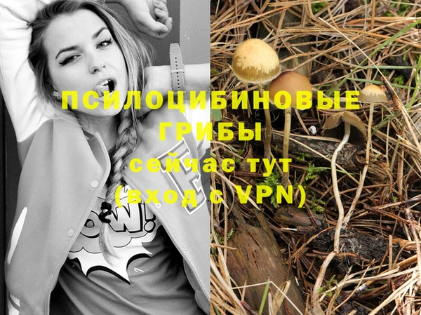 трава Корсаков
